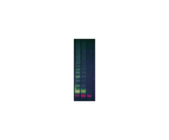 62-8531-33 TRAPeze(R) XL Telomerase Detection Kit; 112 assays S7707