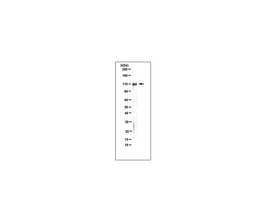 62-8526-50 Anti-Integrin Beta1, clone AIIB2 (Azide Free) MABT409