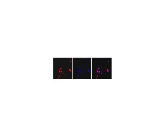 62-8516-91 Anti-NeuN (rabbit monoclonal) clone 27-4 MABN140