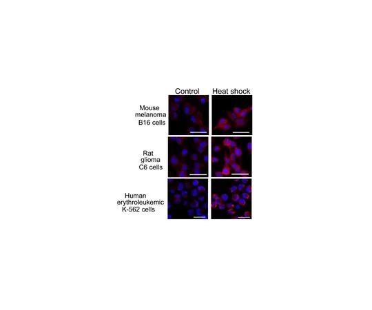 62-8508-49 Anti-DNAJB1/Hdj1 Antibody, clone J25 MABE1116