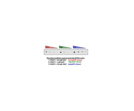 62-8508-09 Anti-pan-ADP-ribose binding reagent MABE1016