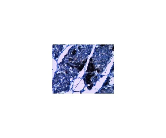 62-8500-98 Anti-RIP3, clone 6E6.2; 200 μL MABC28