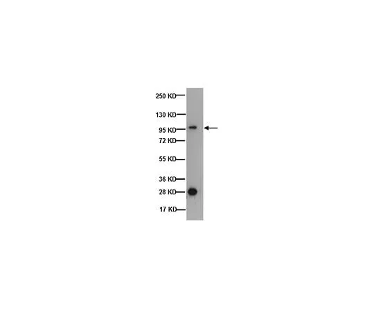 62-8494-41 Anti-Na+/H+ Exchanger-1, C-terminus, clone 4E9; 100 μg MAB3140