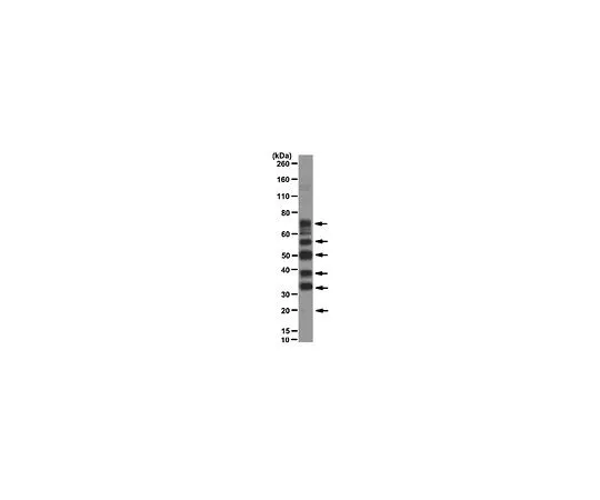 62-8504-88 Anti-Phosphoepitope SR proteins, clone 1H4; 100 μg MABE50