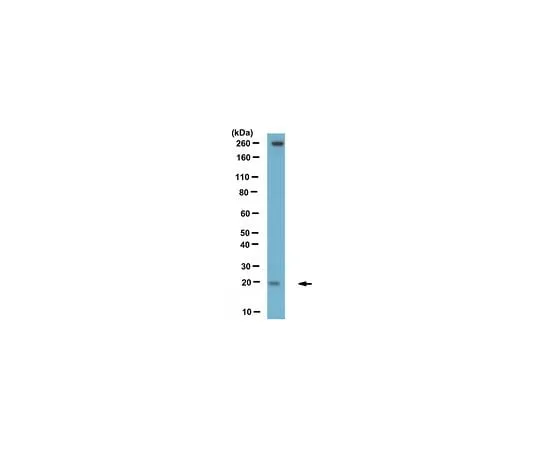 62-8469-84 Anti-LCN13 Antibody Cat. No. ABS311 ABS311