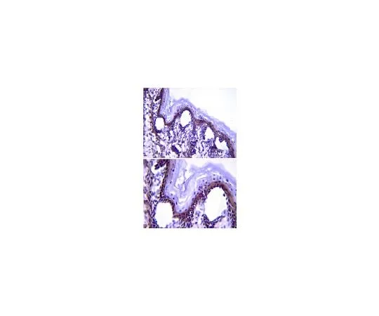 62-8494-06 Anti-Fibrillin (Pan), clone 689; 100 μg MAB2641