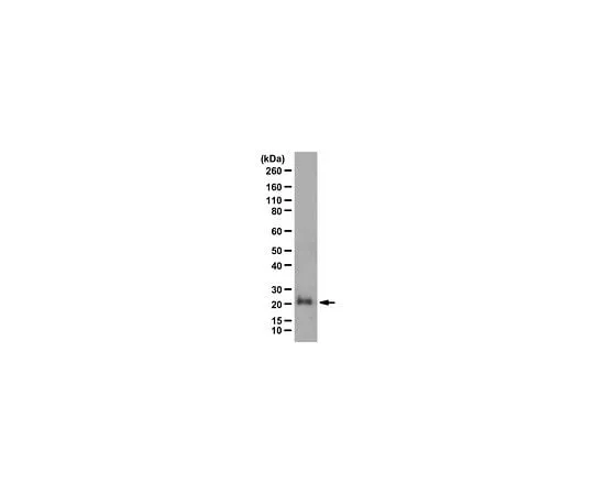 62-8472-08 Anti-Rho (-A, -B, -C) Antibody ABS1848