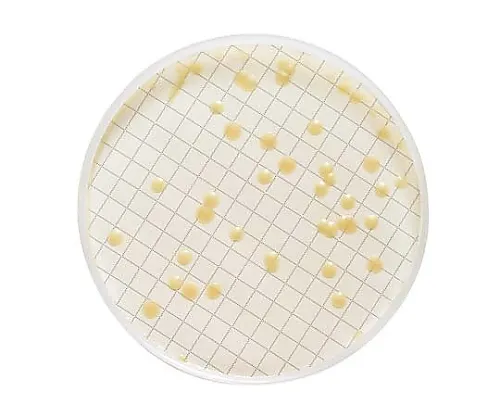 61-0202-26 Milliflex SCDA Agar Filled Medium Cassette Containing Polysorbate, Lecithin 48 x 1ST MXSMTLP48