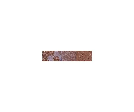 62-8503-67 Anti-NQO2 Antibody, clone 4A4.1 MABC1038