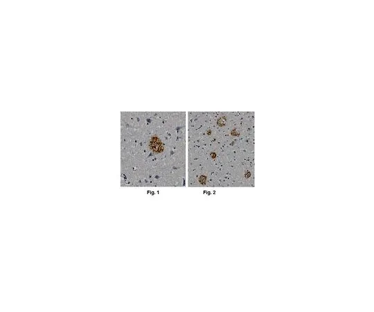 62-8518-73 Anti-Amyloid βA4, clone 1E8 (Amino Terminus) MABN639