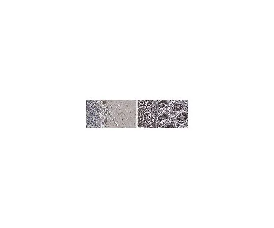 62-8520-91 Anti-CLCA4 Antibody, clone 1C5.1 MABN1581