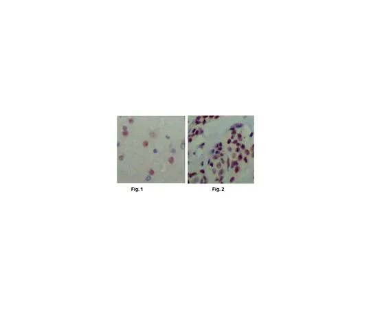 62-8506-56 Anti-N-CoR1, clone A7A9 MABE570