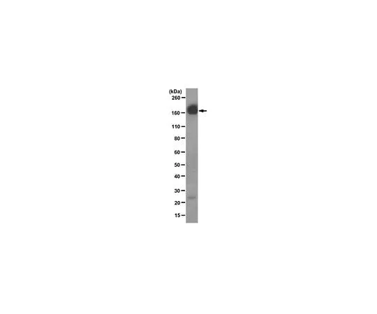 62-8509-13 Anti-EGFR, clone 528 (Azide-free) MABF119