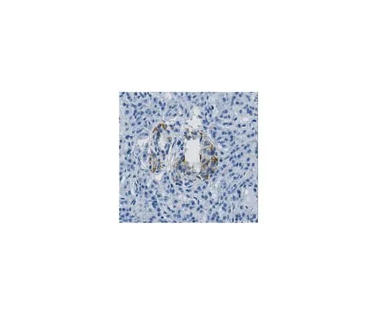 62-8502-21 Anti-FBPase 1, clone 13A8.1 MABC543