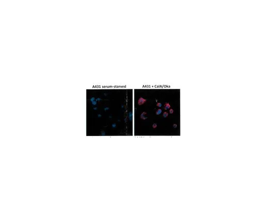 62-8522-92 Anti-Phosphothreonine, Clone RM102 MABS499