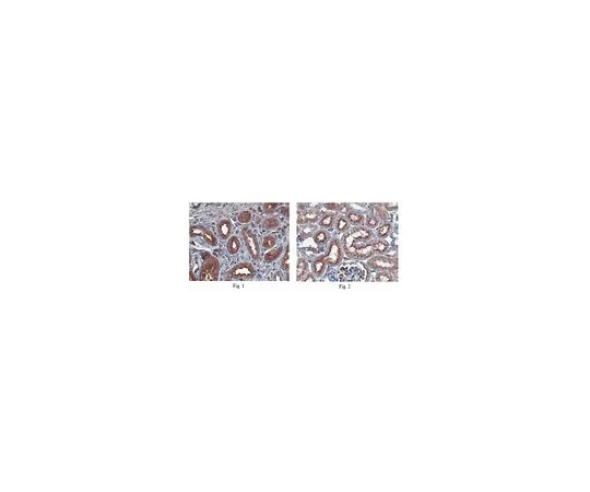 62-8525-79 Anti-Pinch-1 Antibody, clone 9D2.1, Cat. No. MABT162 MABT162