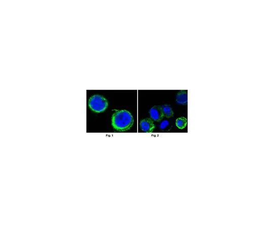 62-8502-78 Anti-AXL, clone 7E10 Antibody MABC680