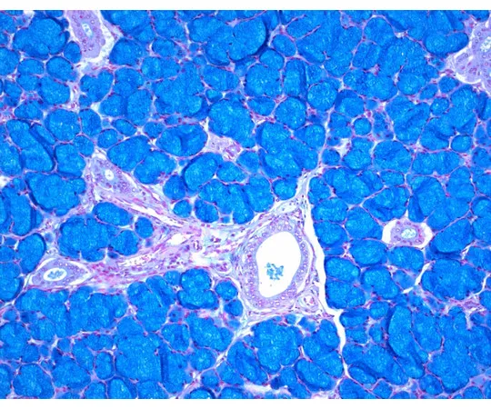 61-0286-88 ISOSLIDE(R) Alcian Blue with Slide Glass And Reference Tissue for The Detection Of Acid Mucosubstances in Tissue 100425 1ST 1.00425.0001