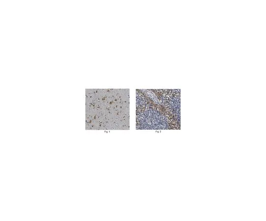 62-8517-74 Anti-Synaptotagmin-like protein 1 (SYTL1) MABN445