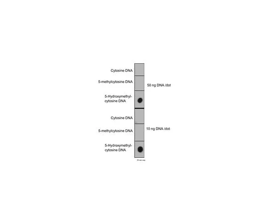 62-8505-55 Anti-5-hydroxymethylcytosine (5hmC), clone HMC 31; 100 μg MABE251