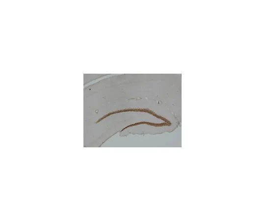 62-8498-48 Anti-PROX1, clone 4G10; 100 μg MAB5654