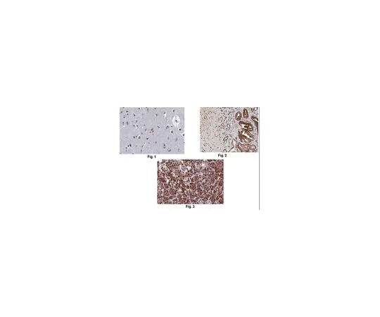 62-8521-52 Anti-Apelin Receptor/APJ, clone 3C3-7 Antibody MABN1846
