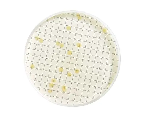 61-0202-59 Milliflex TGE Agar Filled Medium Cassette 48 x 1ST MXSMTGE48