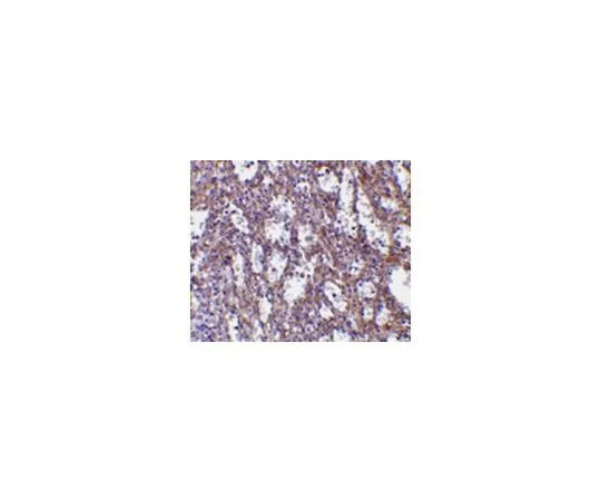 62-8469-96 Anti-IL-32 ABS433