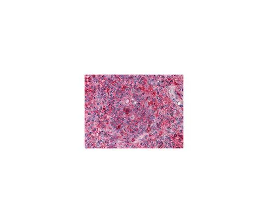 62-8519-03 Anti-ARNTL, clone 1C5 MABN673