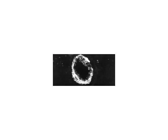 62-8494-57 Anti-Smoothelin, clone R4A; 100 μg MAB3242