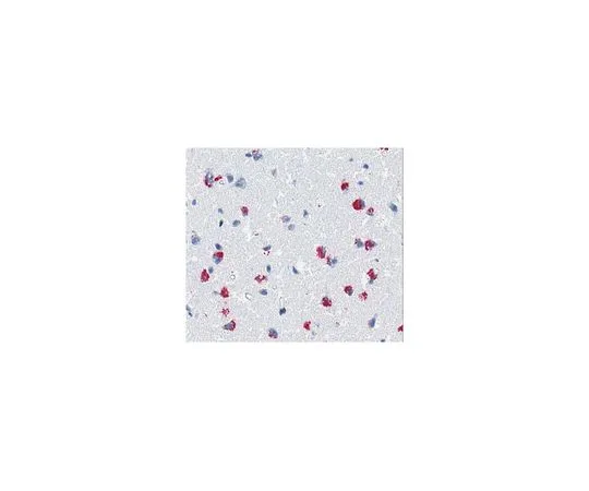 62-8519-12 Anti - β-amyloid fibril-specific, clone B10, AP MABN687