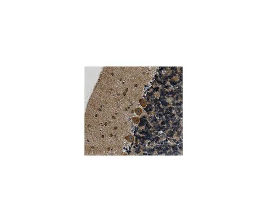 62-8518-65 Name: Anti-Peptidyl-prolyl cis-trans isomerase D (PPID), clone 6 MABN629