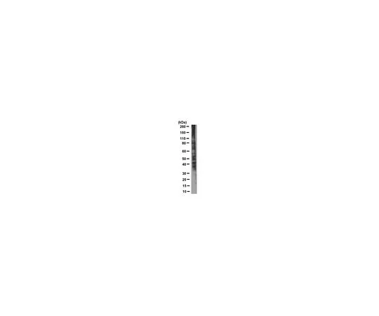 62-8524-17 Anti-SUMO-1 Antibody, clone 4D12 MABS1223