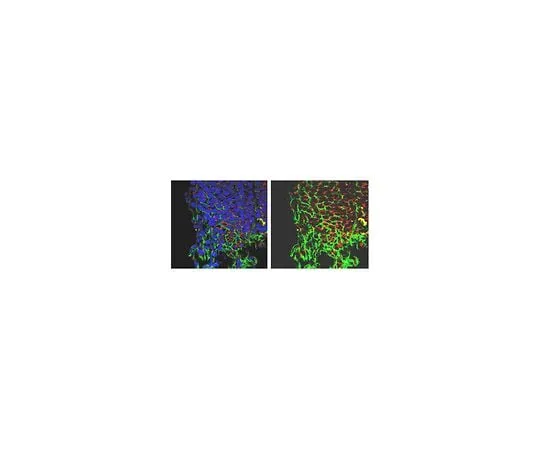 62-8472-97 Anti-Dynamin related protein 1 (Drp1); 100 μg ABT155