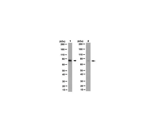 62-8526-29 Anti-Prelamin-A Antibody, clone 7G11 MABT345