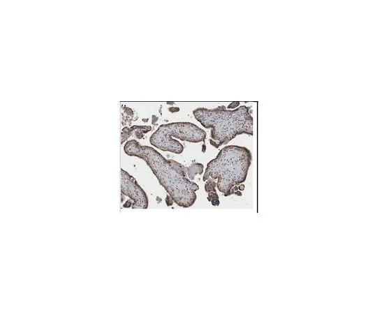 62-8524-73 Anti-Lipoprotein Lipase Antibody, clone 5D2 MABS1350