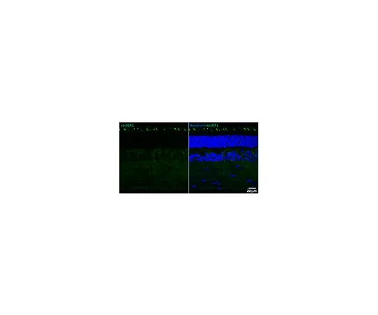 62-8519-71 Anti-retSDR1 Antibody, clone A11 MABN798