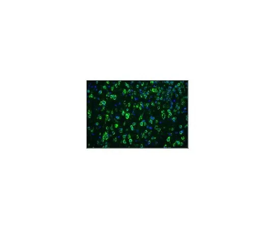 62-8494-90 Anti-Tau-1, clone PC1C6, Alexa Fluor(R) 488 Conjugate; 100 μL MAB3420A4