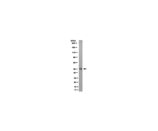 62-8526-49 Anti-GPVI Antibody, clone 8E9, Capture Antibody MABT406 MABT406