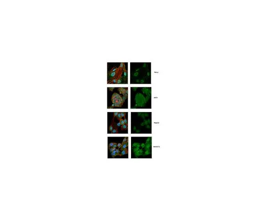 62-8509-51 Anti-IRF3, clone SL-12 MABF268