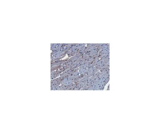 62-8524-27 Anti-Thrombomodulin Antibody, clone 273-34A MABS1245
