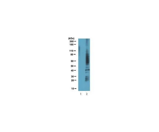 62-8469-04 Anti-Sulfenic Acid Modified (2-Thiodimedone-Specific Ig); 100 μL ABS30