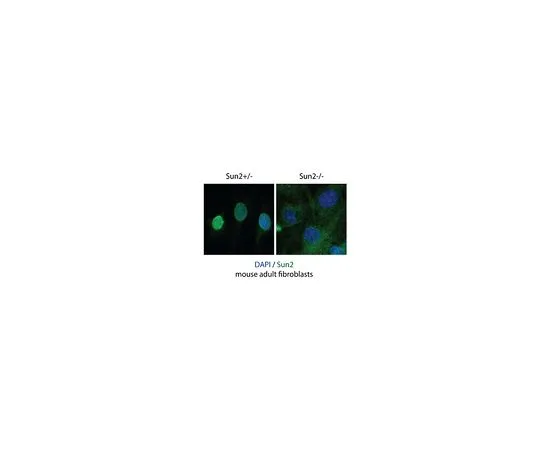 62-8527-13 Anti-SUN2 Antibody, clone 3.1E MABT880