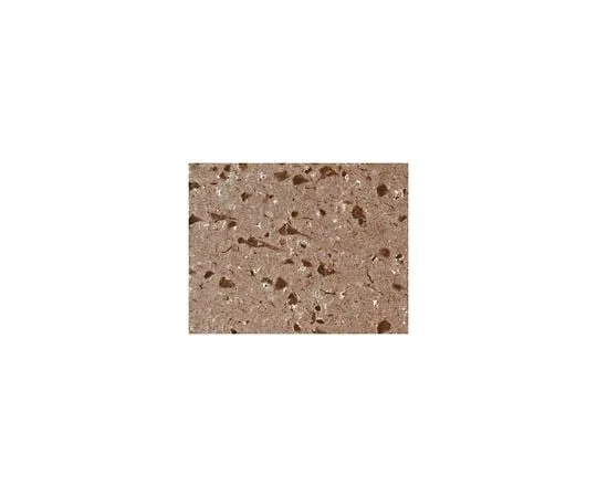 62-8489-16 Anti-Tau Antibody, clone Tau-2 (Ascites Free) MAB375-C