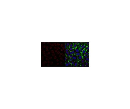 62-8524-43 Anti-Nuclear Pore Complex Proteins Antibody, clone 414 MABS1267