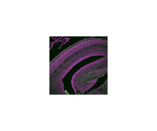 62-8524-57 Anti-VLDLR Antibody, clone 4C4G5 MABS1288