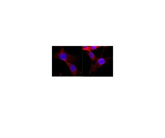 62-8494-91 Anti-Histone, clone H11-4; 100 μg MAB3422