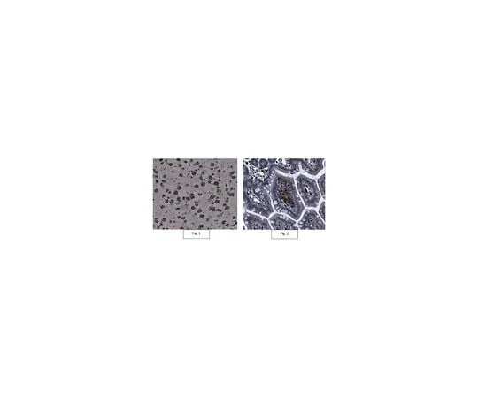 62-8468-46 Anti-p47-phox Antibody ABN1480