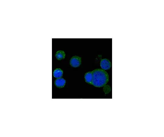 62-8504-60 Anti-Wnt-5a, clone 6F2 MABD136