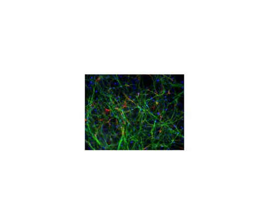 62-8532-81 Dopaminergic Differentiation Growth Factor Sampler SCR128